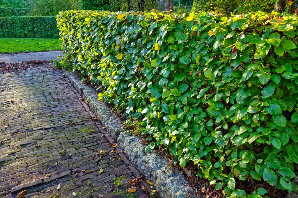 hedge, clipped, trimmed hedge-2903846.jpg